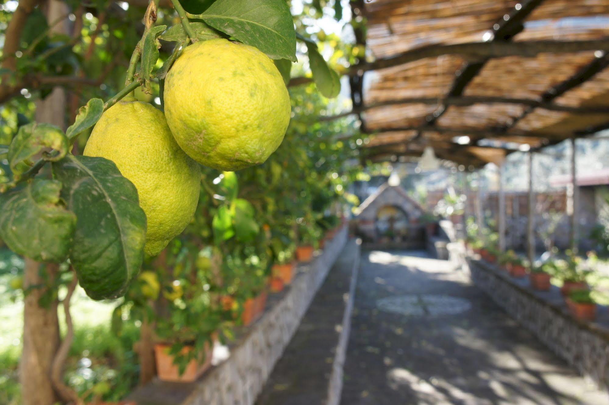 San Francesco Relais Bed & Breakfast Massa Lubrense Dış mekan fotoğraf